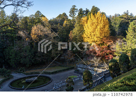 成田山公園西洋庭園の大きなイチョウ 110742978