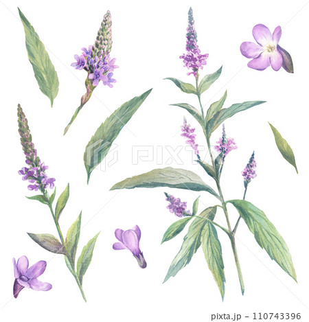A set of watercolor illustrations from verbena officinalis on a white background. Lilac flowers, twigs and verbena leaves. For printing on labels and packaging. 110743396