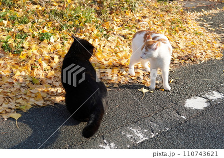 イチョウの落ち葉の上でじゃれ合うネコ 110743621