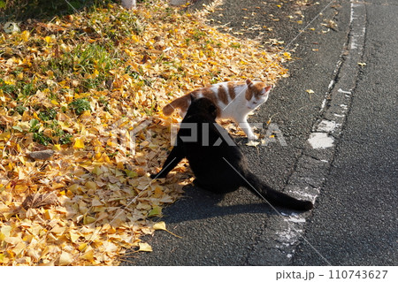 イチョウの落ち葉の上でじゃれ合うネコ 110743627