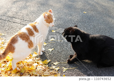 イチョウの落ち葉の上でじゃれ合うネコ イチョウの落ち葉の上でじゃれ合うネコ 110743652