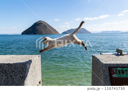 ジャンプする猫 110743730