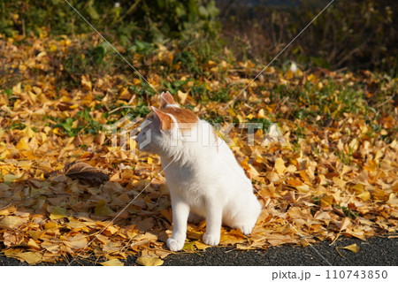 イチョウの落ち葉の上に座る猫 110743850