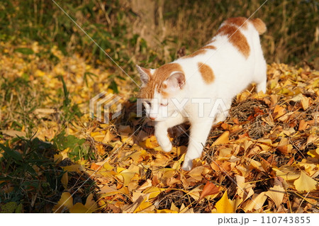イチョウの落ち葉の上に座る猫 イチョウの落ち葉の上に座る猫 110743855