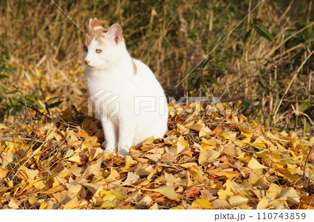 イチョウの落ち葉の上に座る猫 イチョウの落ち葉の上に座る猫 110743859