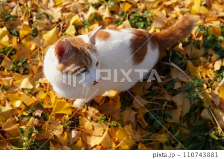 イチョウの落ち葉の上に座る猫 110743881