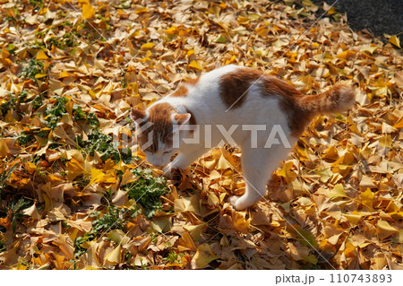 イチョウの落ち葉の上に座る猫 110743893