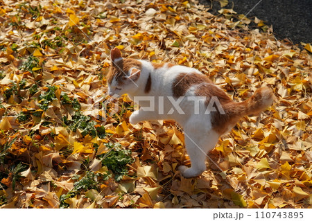 イチョウの落ち葉の上に座る猫 イチョウの落ち葉の上に座る猫 110743895