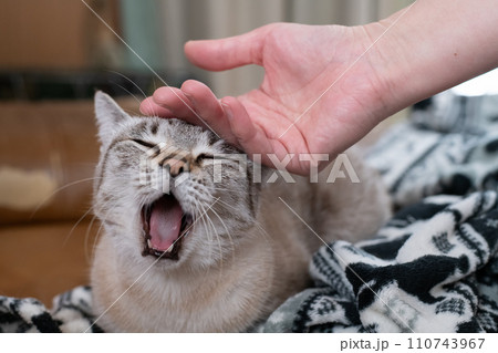 ネコを撫でていたら欠伸をした猫 110743967