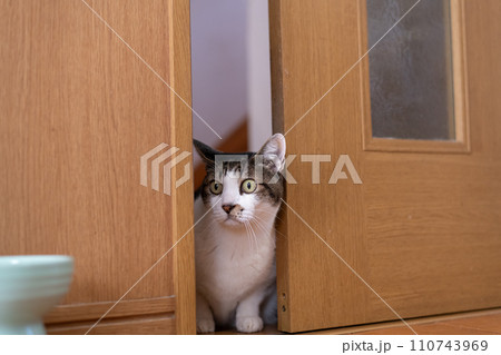 ドアの隙間から覗きこむ猫 キジトラ猫 ドアの隙間から覗きこむ猫 キジトラ猫 110743969
