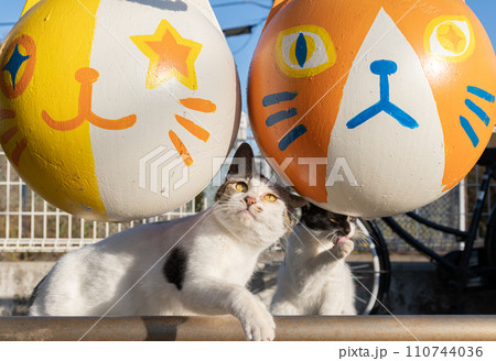 隙間から出てきて遊ぶ猫 隙間から出てきて遊ぶ猫 110744036