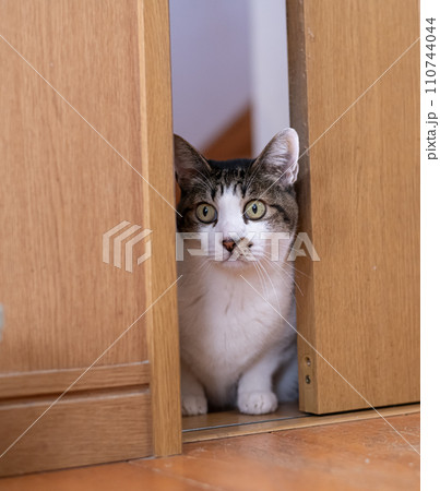 ドアの隙間から覗きこむ猫 キジトラ猫 ドアの隙間から覗きこむ猫 キジトラ猫 110744044