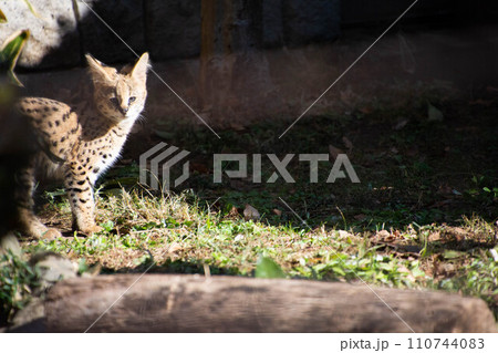 サーバルの子猫 110744083