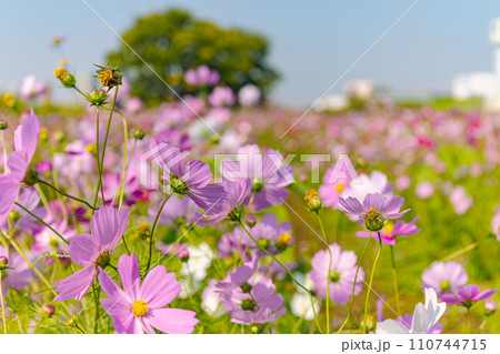 青空を背景にしたコスモス畑 110744715