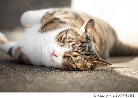 寝転ぶ猫 110744861