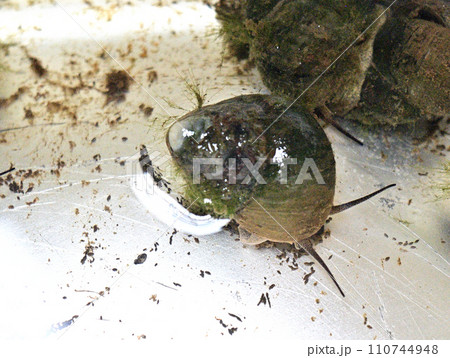田んぼの用水で捕ったタニシ 110744948