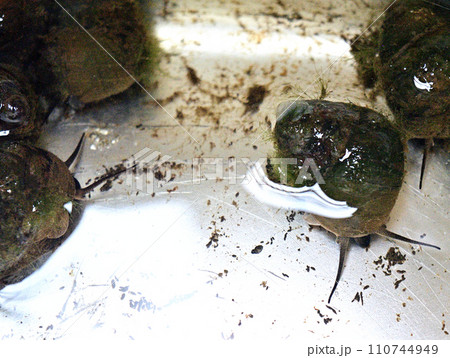 田んぼの用水で捕ったタニシ 110744949