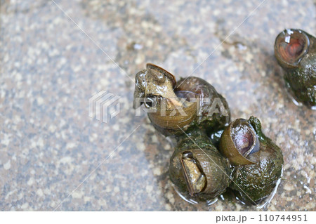 田んぼの用水で捕ったタニシ 田んぼの用水で捕ったタニシ 110744951