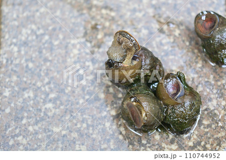 田んぼの用水で捕ったタニシ 110744952