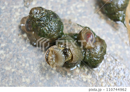 田んぼの用水で捕ったタニシ 田んぼの用水で捕ったタニシ 110744962