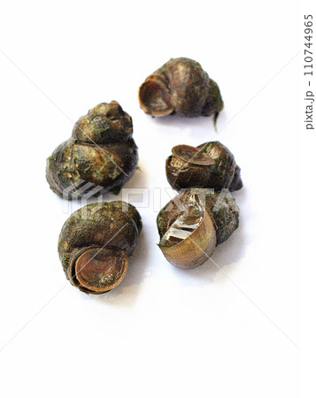 田んぼの用水で捕ったタニシ 110744965