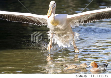 着水するモモイロペリカン 神戸どうぶつ王国 兵庫県神戸市 着水するモモイロペリカン 神戸どうぶつ王国 兵庫県神戸市 110745035