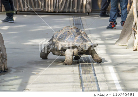 園内を歩き回るアルダブラゾウガメ　神戸どうぶつ王国　兵庫県神戸市 110745491