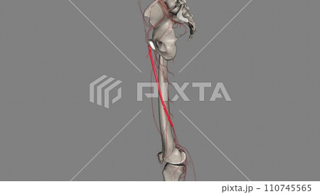 The femoral artery is a large artery in the thigh and the main arterial supply to the thigh and leg The femoral artery is a large artery in the thigh and the main arterial supply to the thigh and leg 110745565