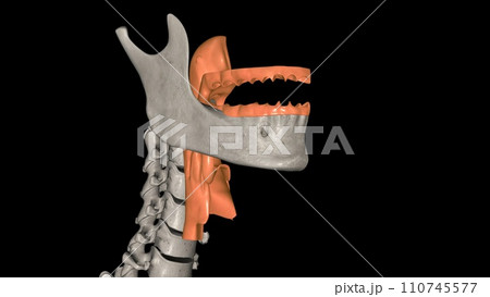 The oropharynx is the middle chamber of the pharynx that passes food from the mouth into the laryngopharynx 110745577