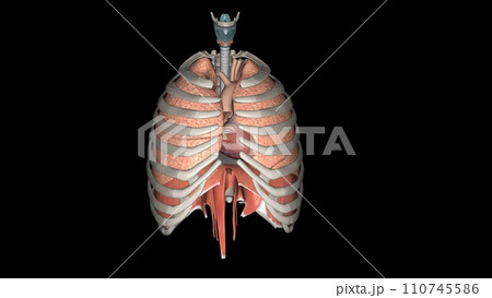 lungs help you breathe and take in oxygen lungs help you breathe and take in oxygen 110745586