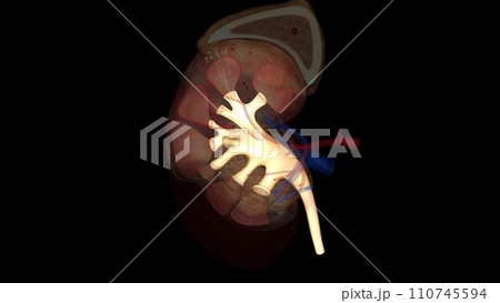 The renal pelvis is a large cavity that collects the urine as it is produced 110745594