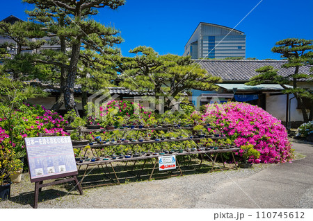 日本一を誇る高松の松盆栽　春の玉藻公園（香川県高松市） 110745612