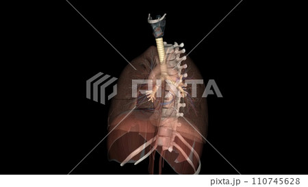 Trachea, in vertebrates and invertebrates, a tube or system of tubes that carries air Trachea, in vertebrates and invertebrates, a tube or system of tubes that carries air 110745628