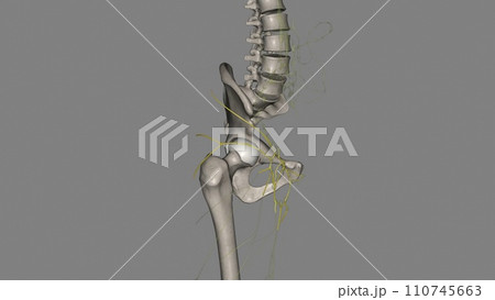 Components of the lymphatic system include lymph, lymphatic vessels and plexuses, lymph nodes, lymphatic cells Components of the lymphatic system include lymph, lymphatic vessels and plexuses, lymph nodes, lymphatic cells 110745663