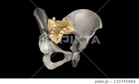 The sacrum is the triangular bone just below...のイラスト素材 [110745668] - PIXTA
