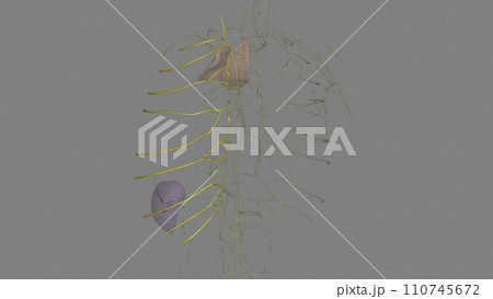 The intercostal lymph nodes (intercostal glands) occupy the posterior parts of the intercostal spaces, The intercostal lymph nodes (intercostal glands) occupy the posterior parts of the intercostal spaces, 110745672