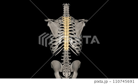In vertebrates, thoracic vertebrae compose the middle segment of the vertebral column, In vertebrates, thoracic vertebrae compose the middle segment of the vertebral column, 110745691