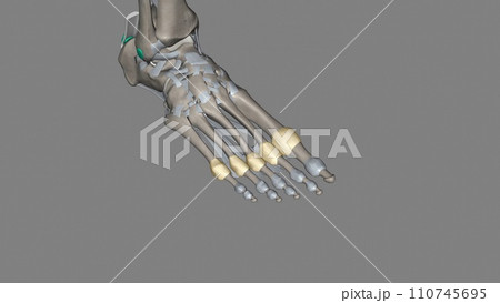 Metatarsophalangeal joint capsule 110745695