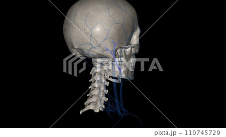 The posterior auricular vein is a vein of the head 110745729