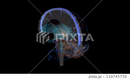 The superior sagittal sinus is the major component of the superficial cerebral venous system 110745730