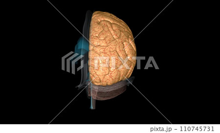 The cerebrum is divided into left and right hemispheres 110745731