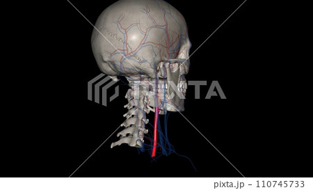 Right common carotid artery 110745733
