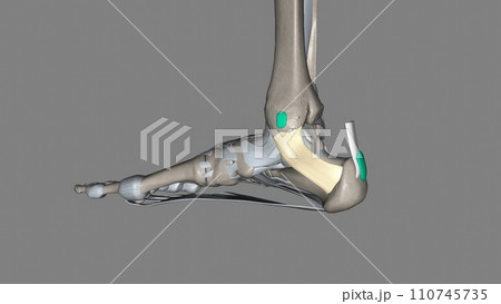 The flexor retinaculum of the foot extends from the medial malleolus above, to the calcaneus below 110745735