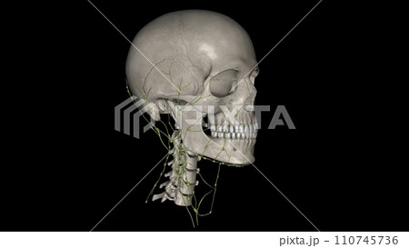 The lymphatic drainage of the head and neck is unique 110745736
