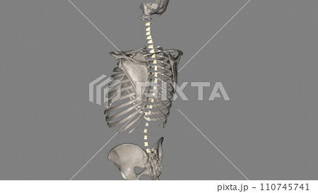 The ligamenta flava are a series of ligaments that connect the ventral parts of the laminae of adjacent vertebrae 110745741