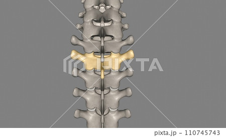Twelve vertebrae are located in the thoracic spine and are numbered T-1 to T-12 110745743