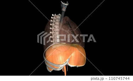 The diaphragm is a muscle that helps you inhale and exhale 110745744