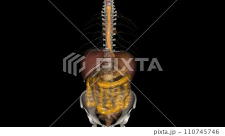 The esophagus is the hollow, muscular tube that passes food and liquid from your throat to your stomach 110745746