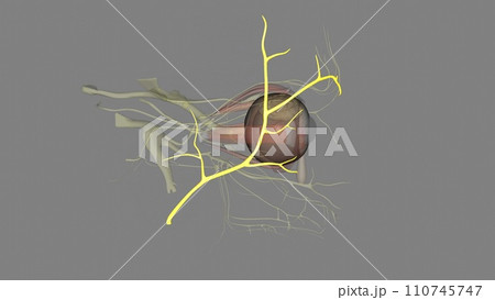 The temporal branch is the superior branch of the facial nerve 110745747