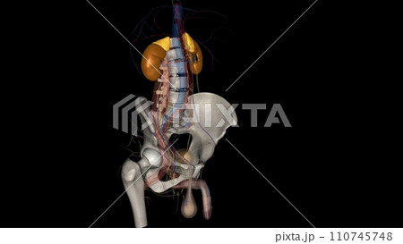 The kidneys are two bean-shaped organs that filter your blood. Your kidneys are part of your urinary system 110745748